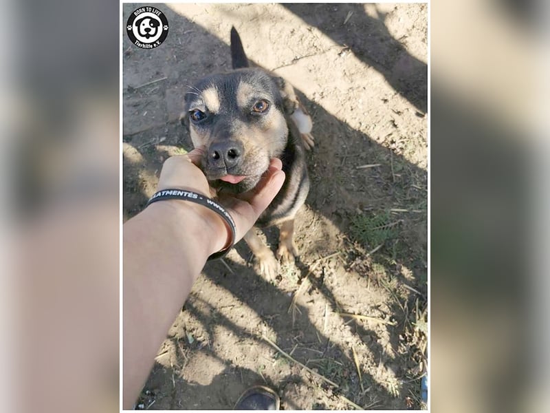 TÜTÜ, der ideale Familienhund