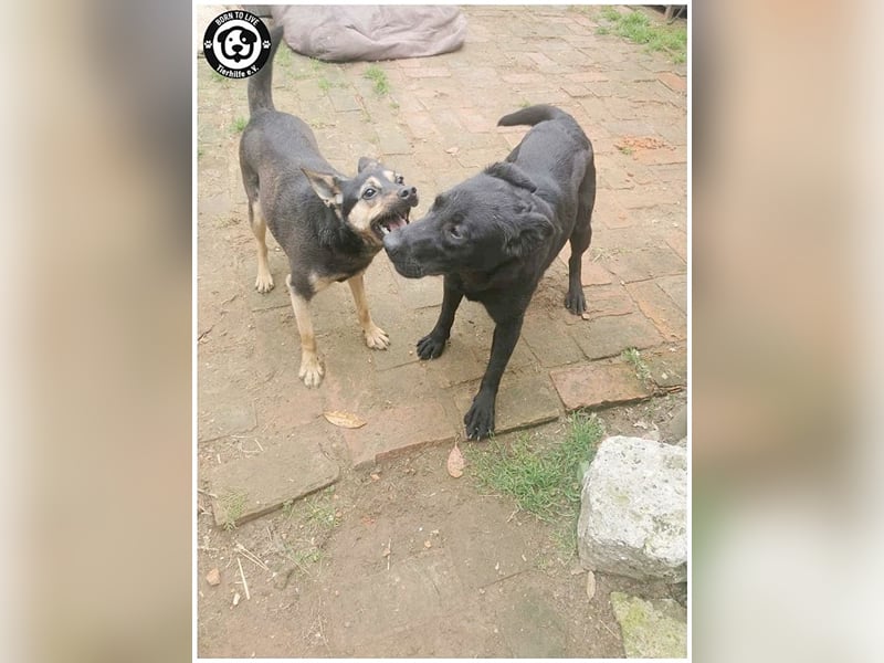 TÜTÜ, der ideale Familienhund