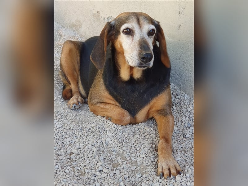 Ältere Dame sucht dringend