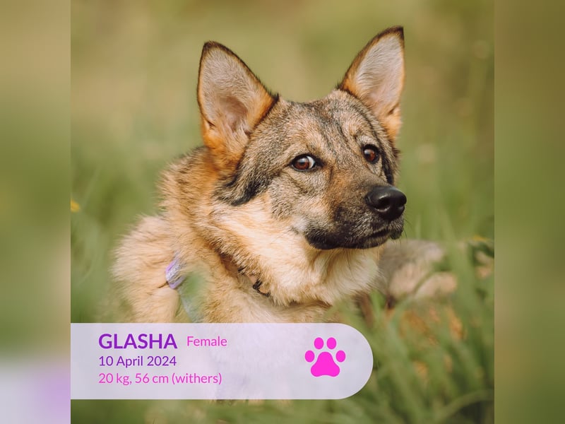 etwas unsichere Glasha sucht sicheren Hafen