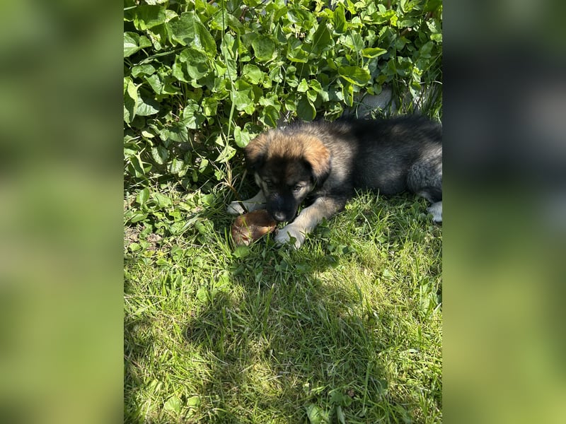 Husky Mischlingswelpen
