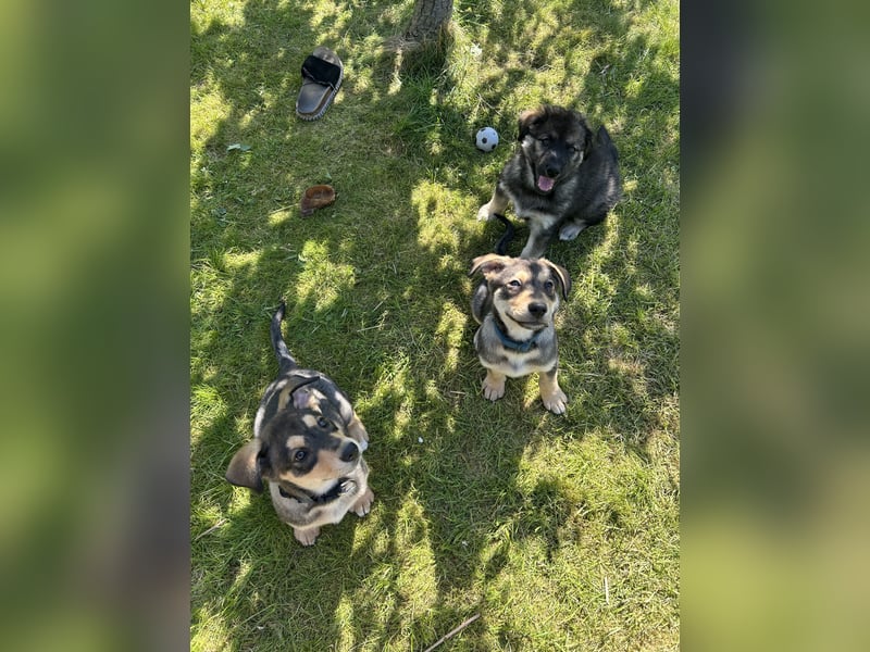 Husky Mischlingswelpen