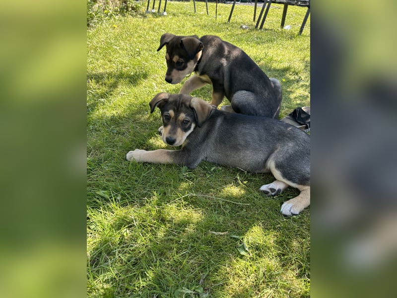 Husky Mischlingswelpen