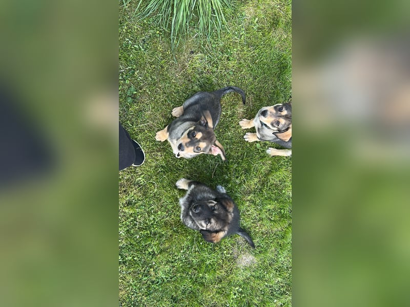 Husky Mischlingswelpen