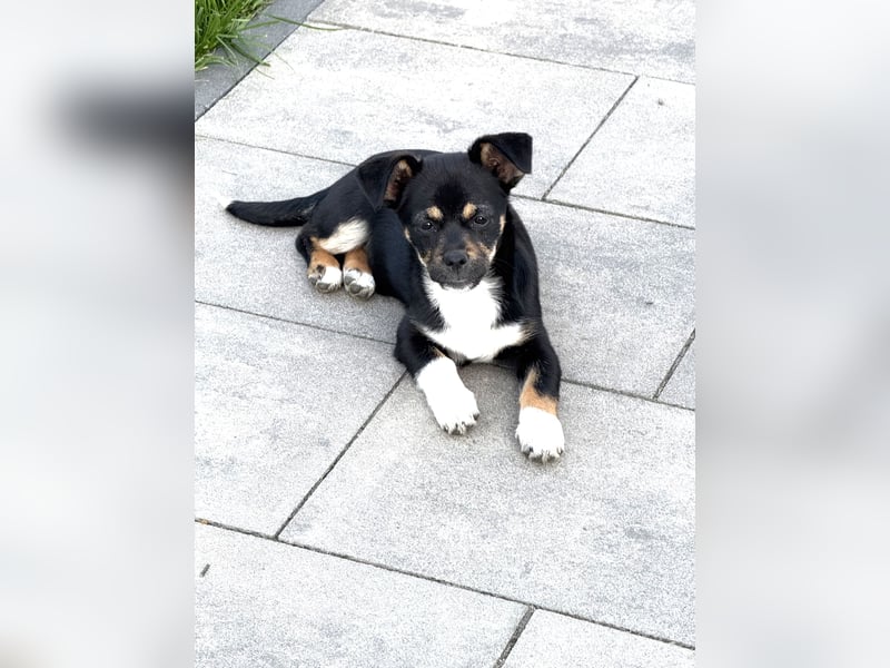 Pekinesenmix Mädchen Vasi