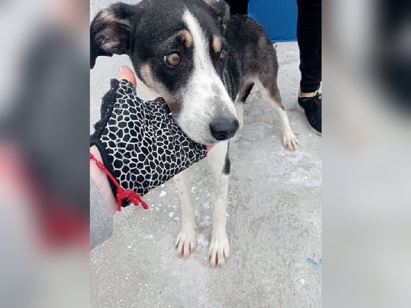 Naira, mit ihren Geschwistern Aiko und Sarabi sucht sie auch ein Körbchen