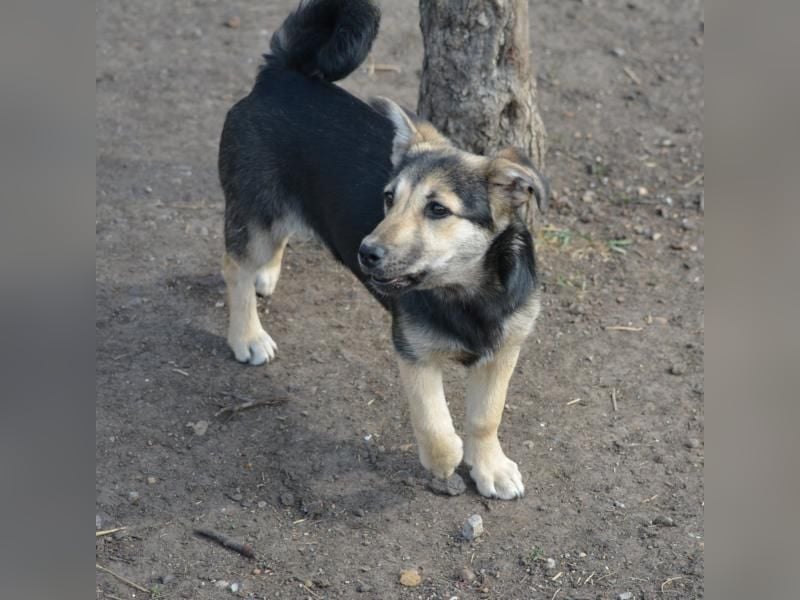 Debby, Schwester von Donny, kleine Mischlings Lady