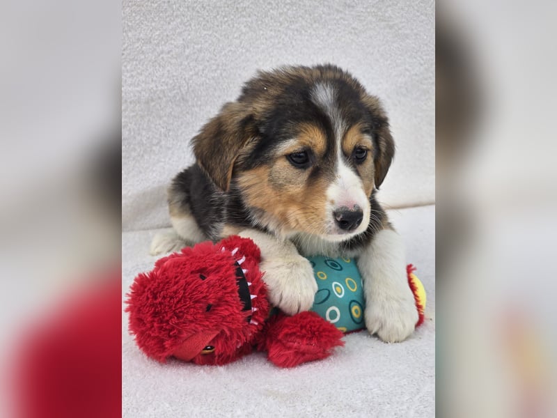Nuki, eine von 7 zauberhaften Hundekindern