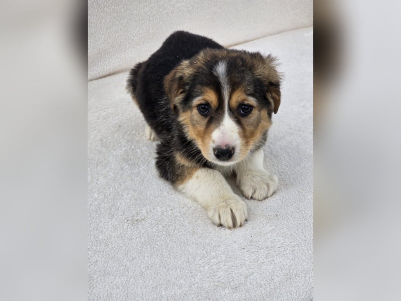 Nuki, eine von 7 zauberhaften Hundekindern