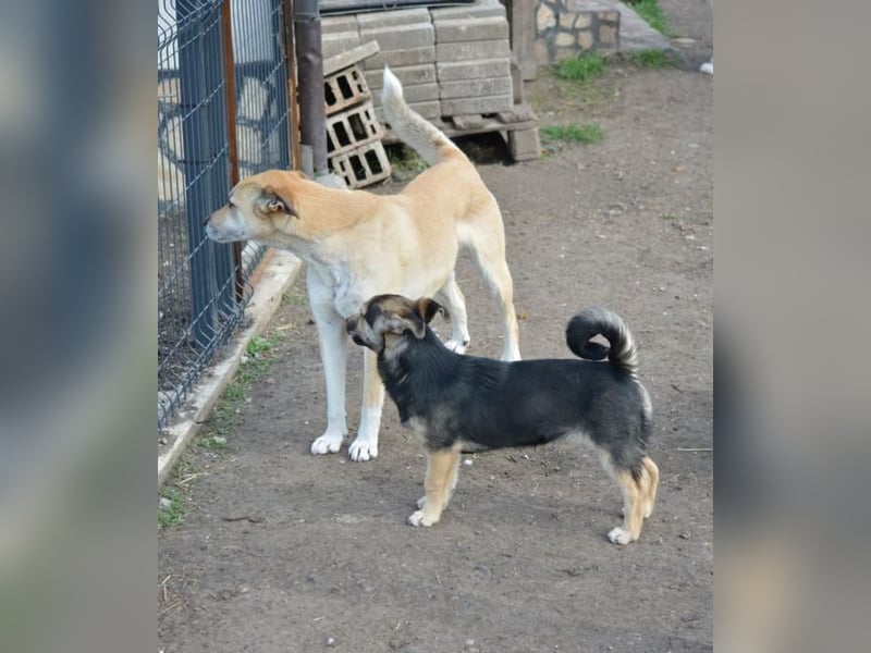 Debby, Schwester von Donny, kleine Mischlings Lady