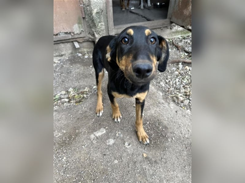 Jamila, reserviert -vom Friedhof gerettet sucht sie ihr Zuhause PS Weissenbrunn