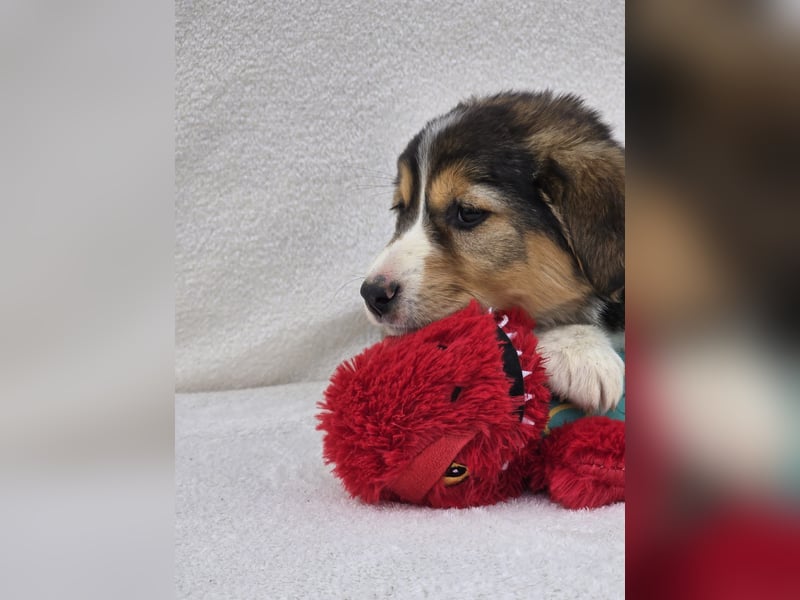 Nuki, eine von 7 zauberhaften Hundekindern