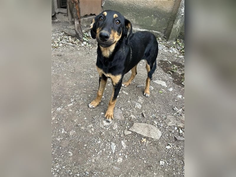 Jamila, reserviert -vom Friedhof gerettet sucht sie ihr Zuhause PS Weissenbrunn