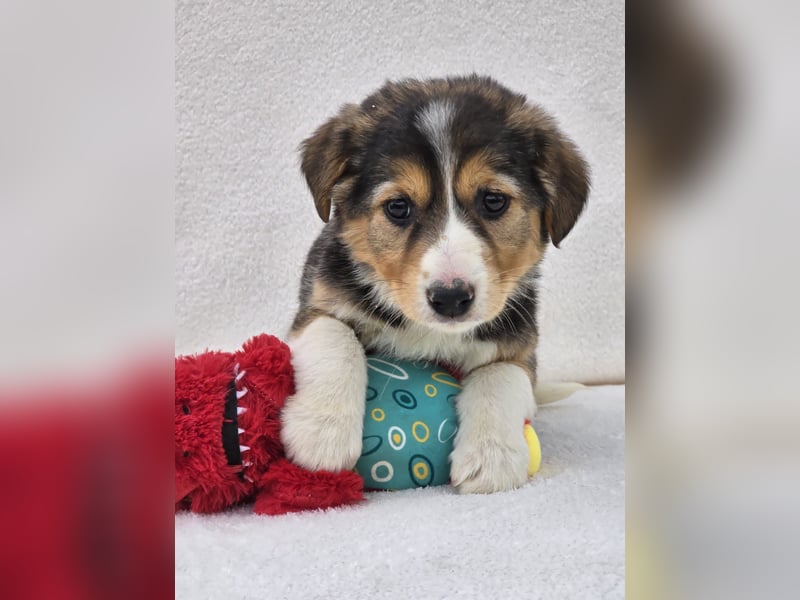 Nuki, eine von 7 zauberhaften Hundekindern