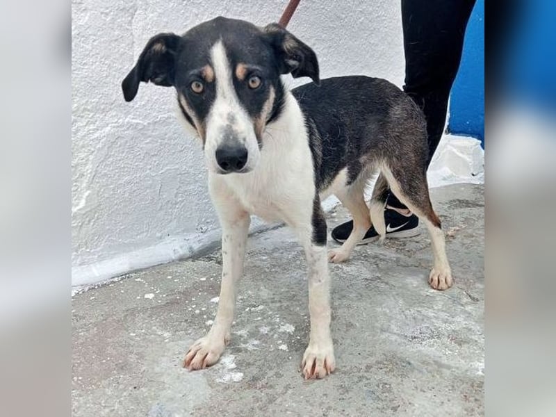 Naira, mit ihren Geschwistern Aiko und Sarabi sucht sie auch ein Körbchen