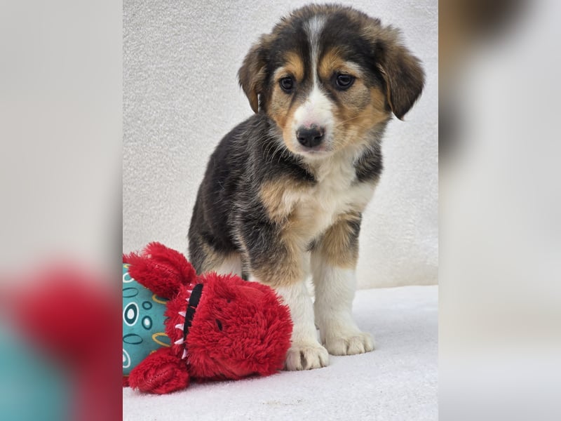 Nuki, eine von 7 zauberhaften Hundekindern