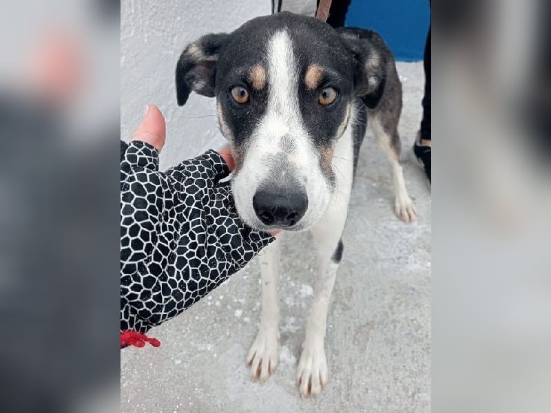 Naira, mit ihren Geschwistern Aiko und Sarabi sucht sie auch ein Körbchen