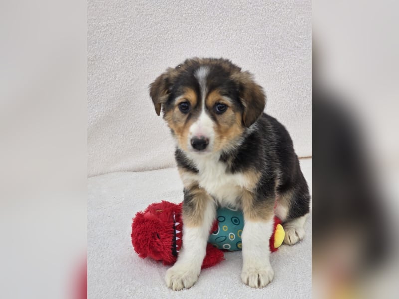 Nuki, eine von 7 zauberhaften Hundekindern