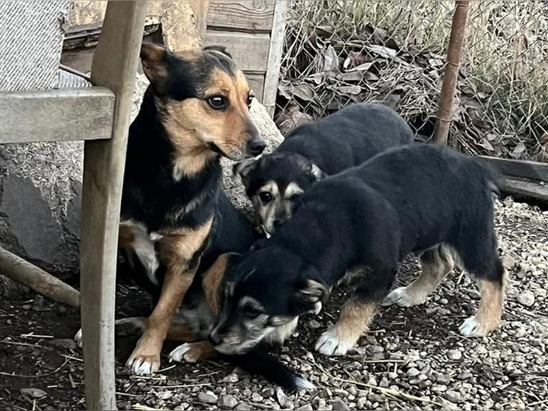 Debby, Schwester von Donny, kleine Mischlings Lady