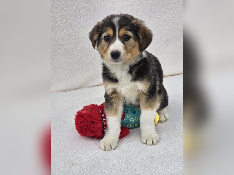 Nuki, eine von 7 zauberhaften Hundekindern