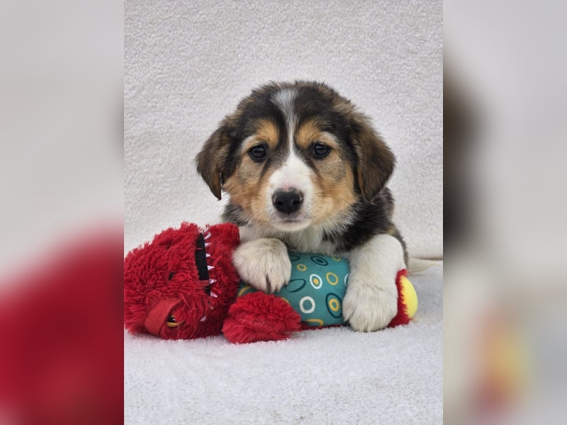 Nuki, eine von 7 zauberhaften Hundekindern