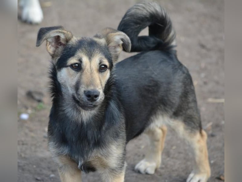 Debby, Schwester von Donny, kleine Mischlings Lady