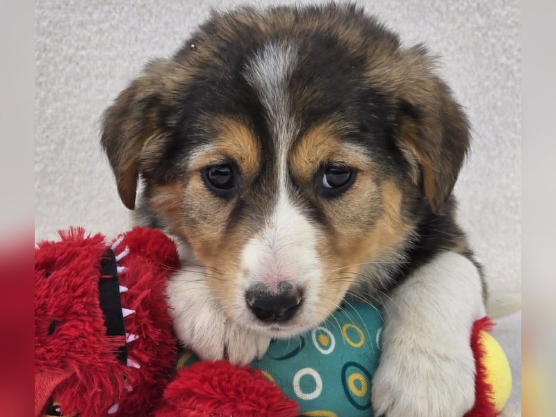 Nuki, eine von 7 zauberhaften Hundekindern