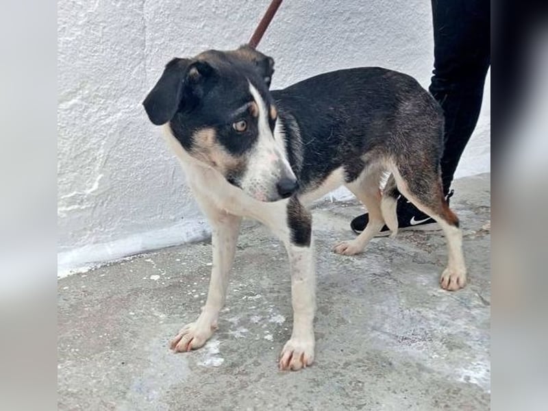 Naira, mit ihren Geschwistern Aiko und Sarabi sucht sie auch ein Körbchen