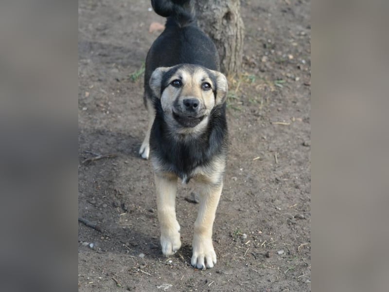Debby, Schwester von Donny, kleine Mischlings Lady