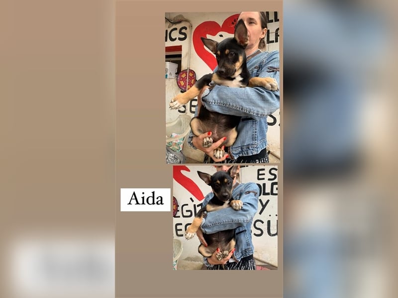 Aida von kettenlos
