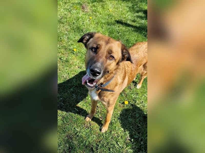 Nala von kettenlos (Aufenthalt 25782 Süderdorf)