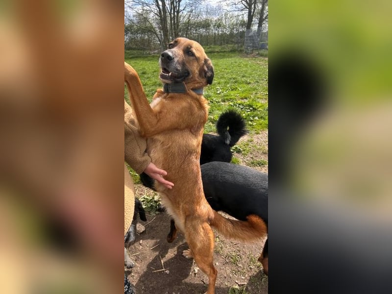 Nala von kettenlos (Aufenthalt 25782 Süderdorf)
