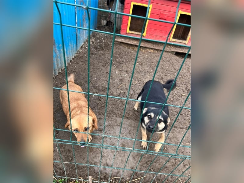 Fifi - wer hilft ihr aus ihrem Dilemma heraus?