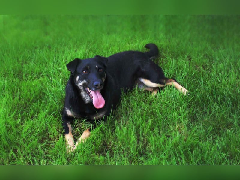 Menschenbezogene Lana sucht ihre Familie