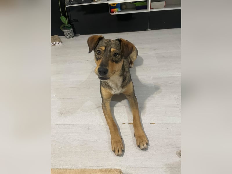 Maggie sucht liebevolles zu Hause