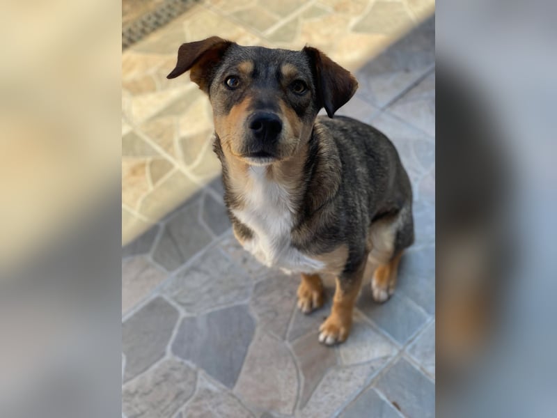 Maggie sucht liebevolles zu Hause