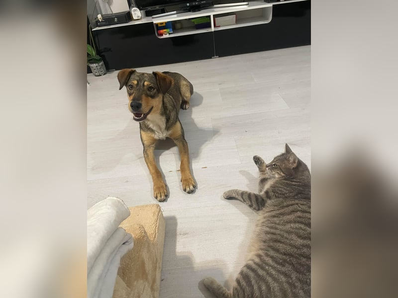 Maggie sucht liebevolles zu Hause