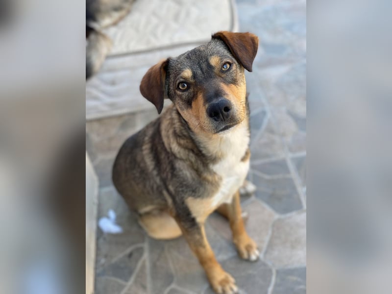 Maggie sucht liebevolles zu Hause