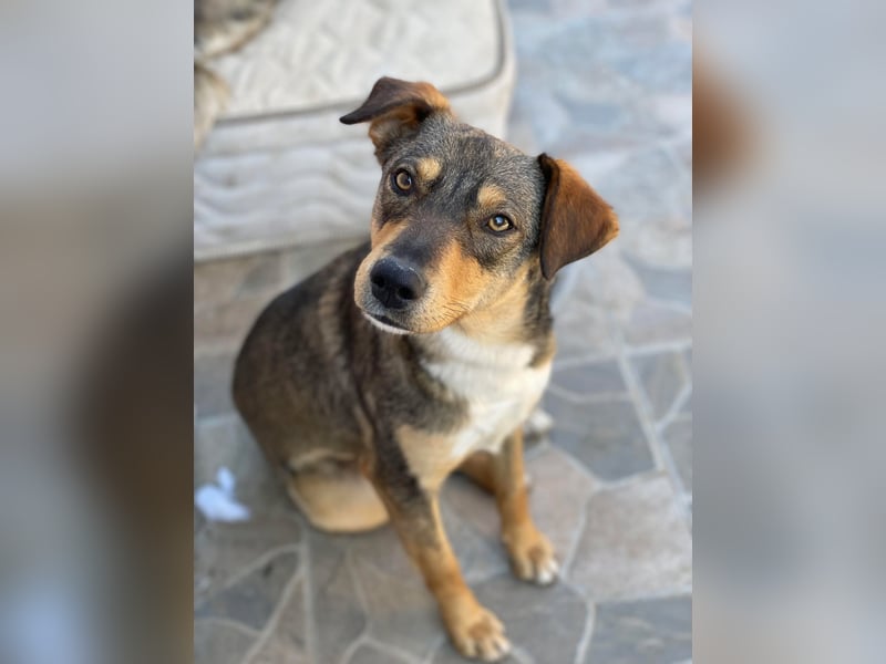 Maggie sucht liebevolles zu Hause