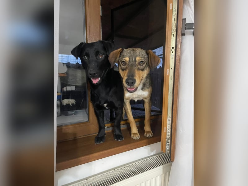 Maggie sucht liebevolles zu Hause