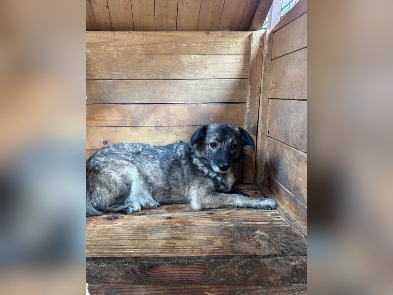 Bonnie – Ängstliche Hündin sucht geduldiges Zuhause