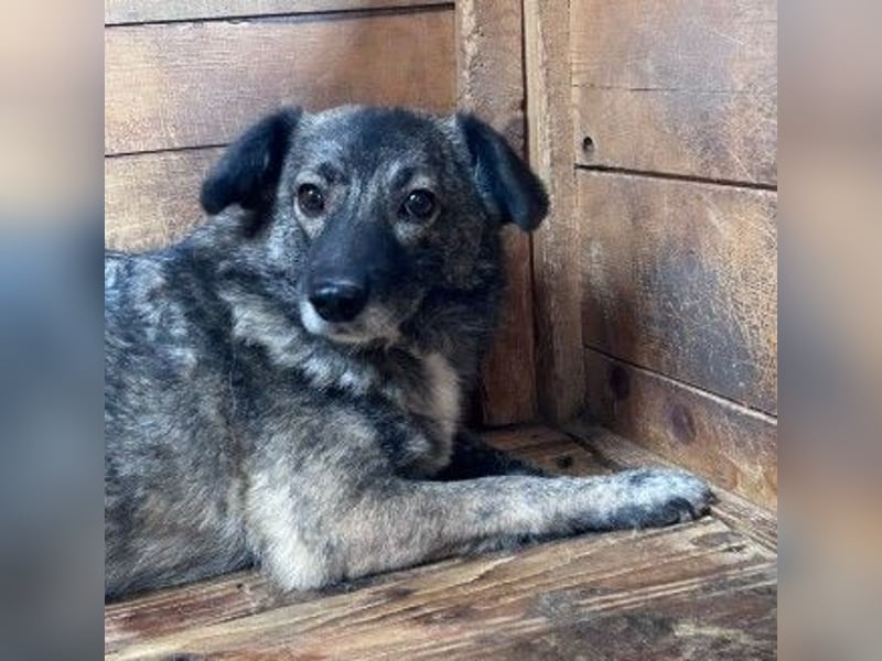 Bonnie – Ängstliche Hündin sucht geduldiges Zuhause