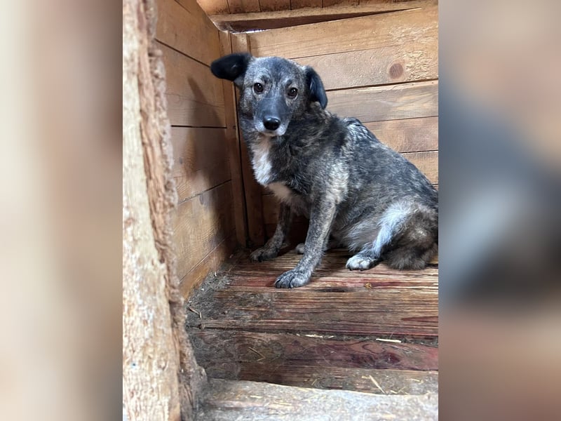 Bonnie – Ängstliche Hündin sucht geduldiges Zuhause