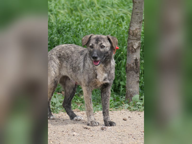 Bonnie – Ängstliche Hündin sucht geduldiges Zuhause