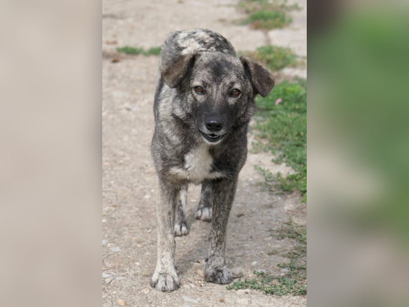 Bonnie – Ängstliche Hündin sucht geduldiges Zuhause