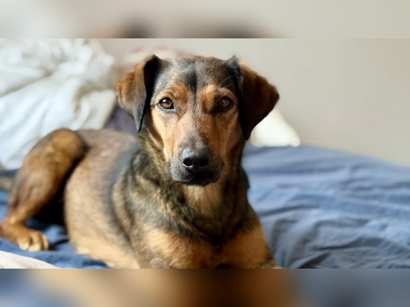 Super tolle Hündin sucht ein liebevolles Zuhause