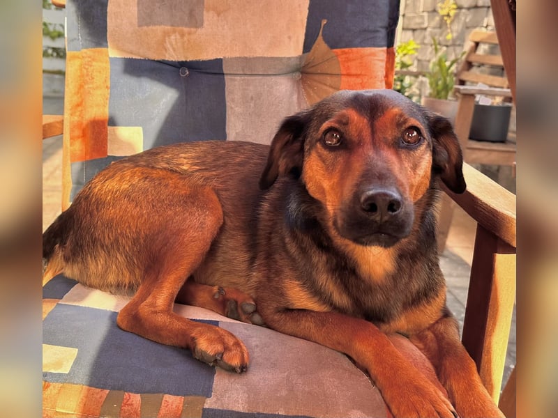 Super tolle Hündin sucht ein liebevolles Zuhause