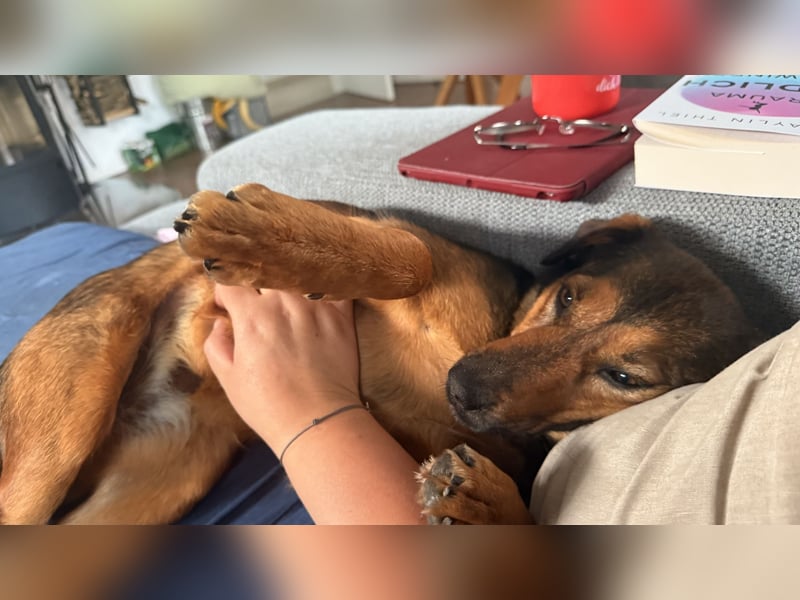 Super tolle Hündin sucht ein liebevolles Zuhause