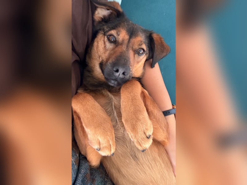 Super tolle Hündin sucht ein liebevolles Zuhause