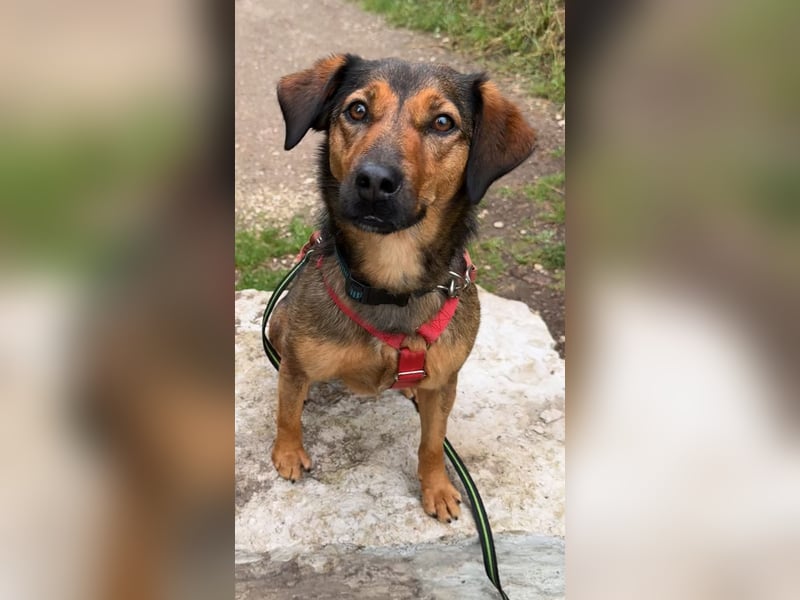 Super tolle Hündin sucht ein liebevolles Zuhause